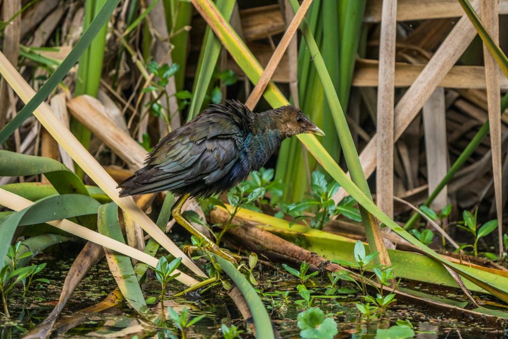 Navigating Loan Options in Colombia: Insights from BBVA, Banco de Bogotá, and Citibank - Como solicitar empréstimo na Colômbia