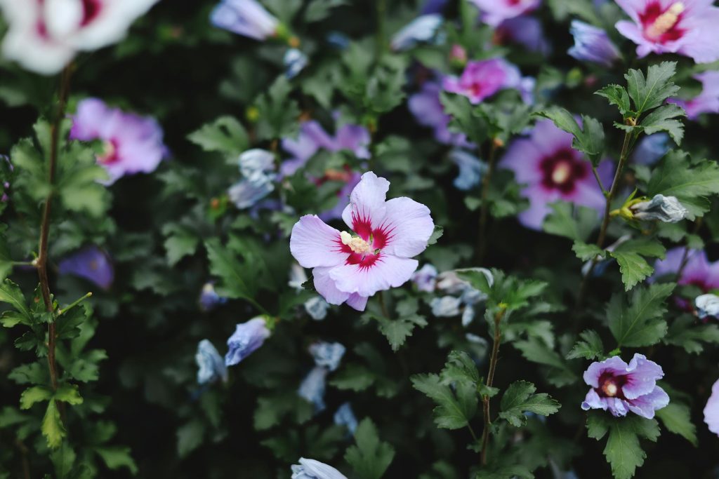 Understanding Your Loan Options in Bulgaria: Insights from UniCredit Bulbank to CashCredit - como solicitar empréstimo na Bulgária