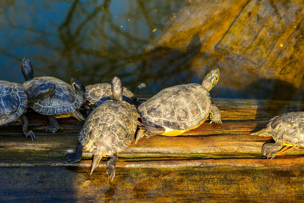 The Future of Employment in Croatia: Insights from Major Players like Hrvatska Pošta and HEP Group - Melhores oportunidade de emprego na Croácia